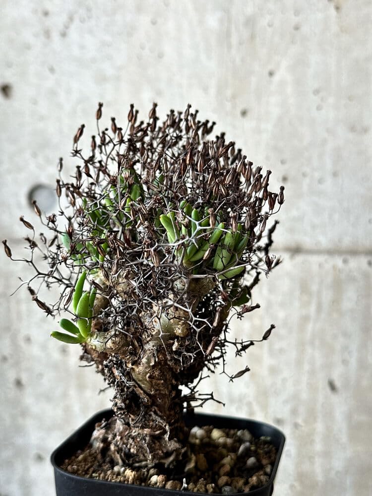 Amazon｜【現品限り】チレコドン・レティキュラータス 万物想【O55